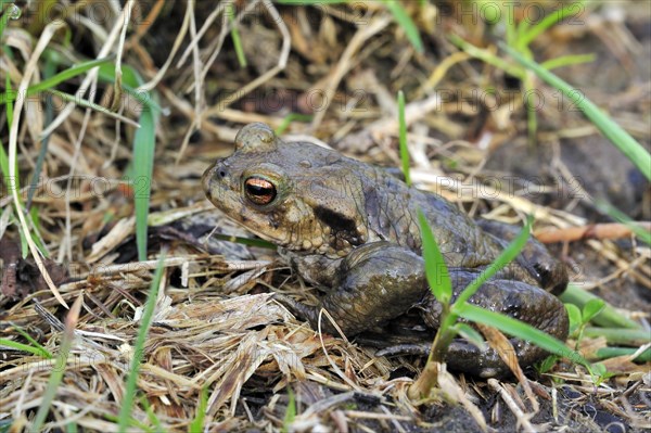 Common European toad (Bufo bufo) leaving pond, Belgium, Europe