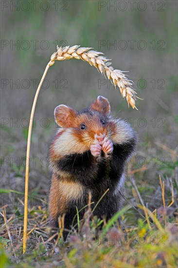 European hamster, Eurasian hamster, black-bellied hamster, common hamster (Cricetus cricetus) eating grains from wheat spike, wheat ear in field