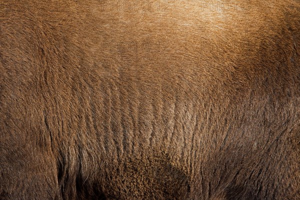 Alpine ibex (Capra ibex) close-up of brown hairs of thick winter coat, pelt, fleece, Gran Paradiso National Park, Italian Alps, Italy, Europe