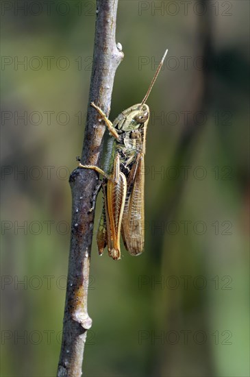 Bow-winged grasshopper (Chorthippus biguttulus)