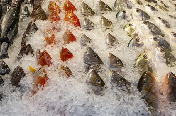 Heads of fish chilled in ice at fishmonger shop, Reading, Berkshire, England, UK