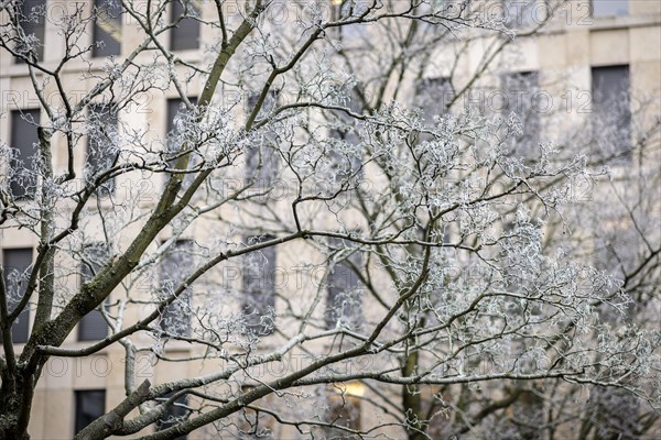 The trees in Berlin are frozen on Thursday morning. There is currently an official warning of icy conditions and permafrost. Berlin, 11.01.2024