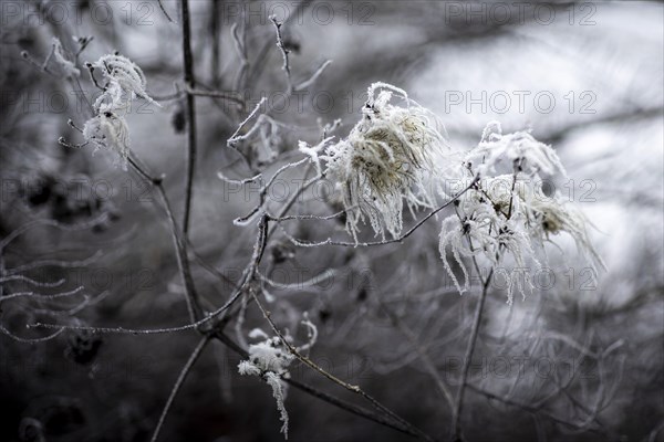 The bushes in Berlin are frozen on Thursday morning. There is currently an official warning of icy conditions and permafrost. Berlin, 11.01.2024