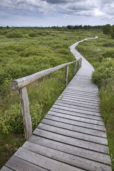 Wooden boardwalk winding in moorland at the High Fens, Hautes Fagnes nature reserve in the Belgian Ardennes, Belgium, Europe