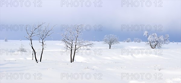 Snow covered trees in frozen moorland at the nature reserve High Fens, Hautes Fagnes in winter, Belgian Ardennes, Belgium, Europe