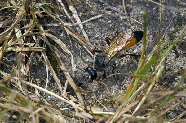 Golden digger wasp, Sand wasp (Sphex funerarius, Sphex rufocinctus) entering field cricket's burrow