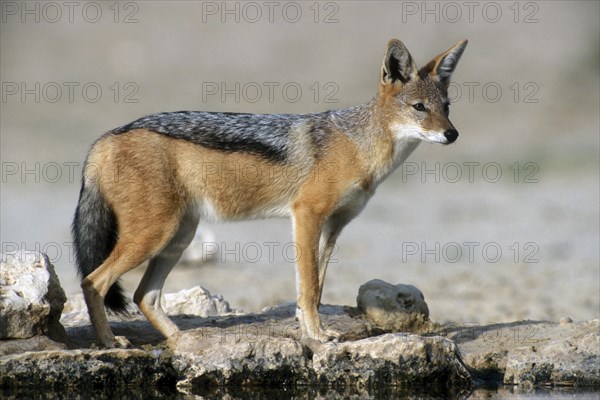 Black-backed jackal (Canis mesomelas) at waterhole in the Kalahari desert, Kgalagadi Transfrontier Park, South Africa, Africa