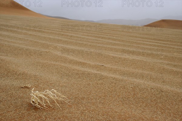 Withered plant on sand dune in the arid Namib desert, Namibia, South Africa, Africa