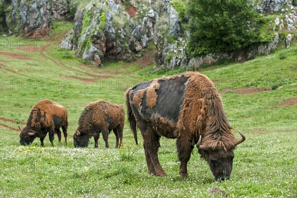 Moulting European bison, Wisents (Bison bonasus) grazing grass in meadow in spring