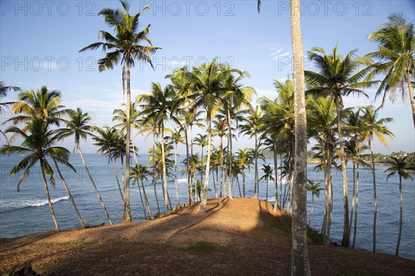 Tropical scenery of palm trees on a hillside by blue ocean, Mirissa, Sri Lanka, Asia