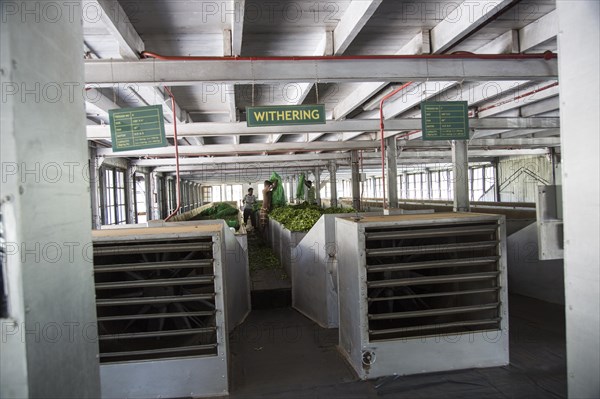 Mackwoods tea estate factory, Nuwara Eliya, Central Province, Sri Lanka, Asia