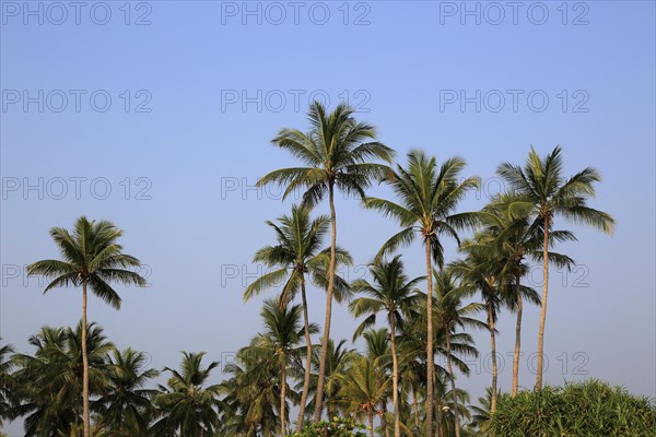 Coconut palm trees against deep blue sky, Nilavelli, Trincomalee, Sri Lanka, Asia