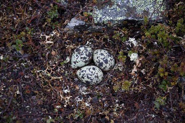 Eurasian Dotterel (Charadrius morinellus) spotted eggs in nest on the tundra, Sweden, Europe