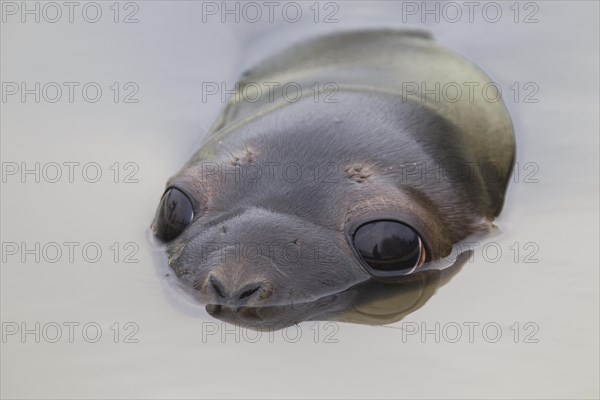 Hooded seal (Cystophora cristata), young female swimming, Germany, Europe