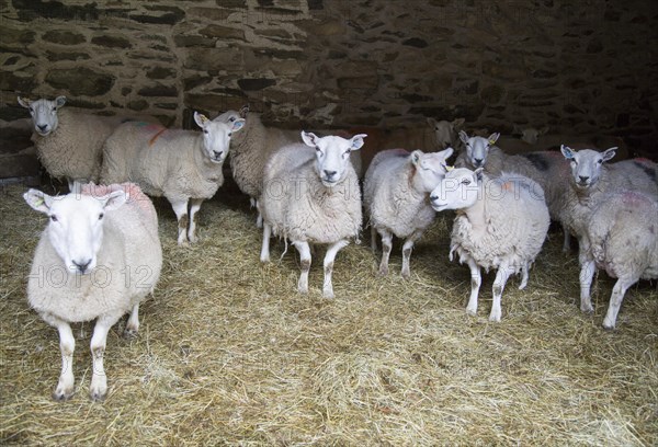 Barn with sheep, Lake District, Cumbria, England, UK