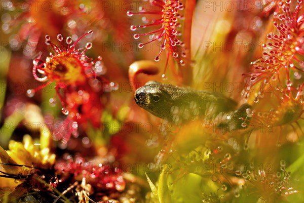 Young common toad (Bufo bufo) walking trough sundew, the Netherlands
