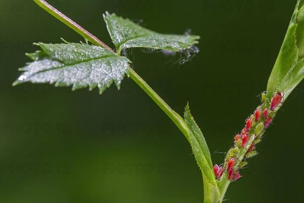 Red and green aphids, plant lice (Aphidoidea) on plant