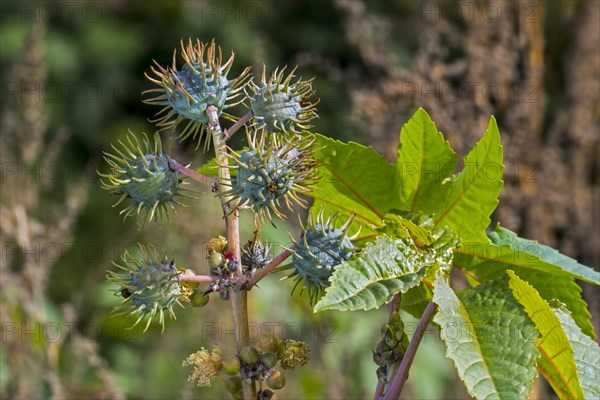 Castor bean, castor oil plant (Ricinus communis), close-up of seed capsules, fruit and leaves in autumn, native to Mediterranean, Africa and India