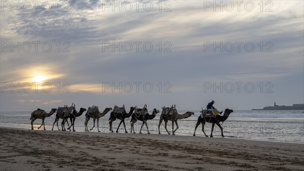 Man riding a dromedary, Essaouira beach, Morocco, Africa