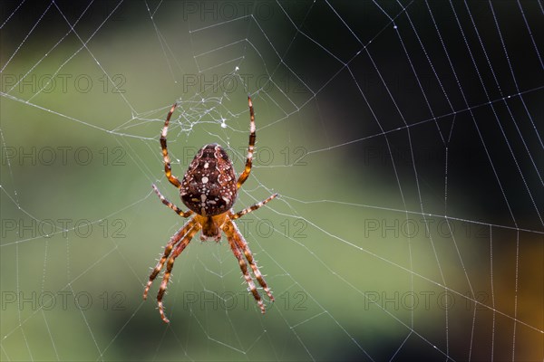 European garden spider, diadem spider, orangie, cross spider, crowned orb weaver (Araneus diadematus) female in orb web in autumn, fall