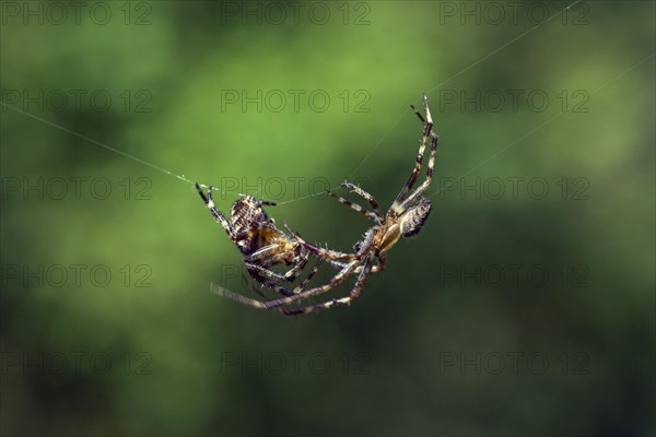 European garden spiders, diadem spider, cross spider, cross orbweaver (Araneus diadematus), courting male approaching female