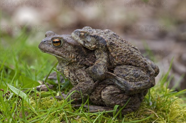 Common toad, European toads (Bufo bufo) pair in amplexus walking over grassland to breeding pond in spring