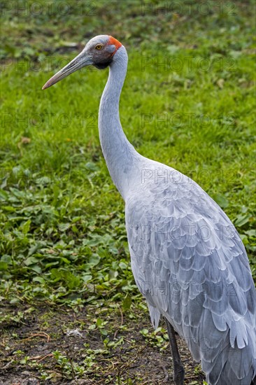 Brolga, native companion, Australian crane (Antigone rubicunda) native to Australia and New Guinea