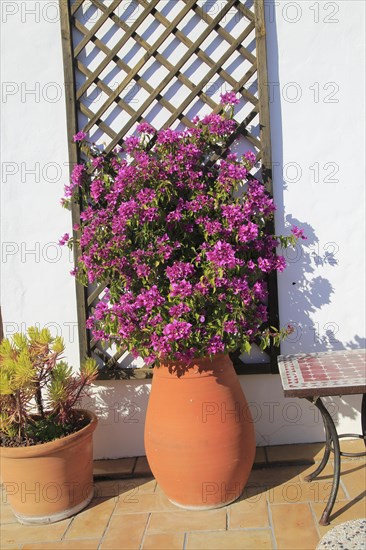 Pretty flowering bougainvillea plant in clay pot on tiled terrace, Vejer de la Frontera, Cadiz Province, Spain, Europe