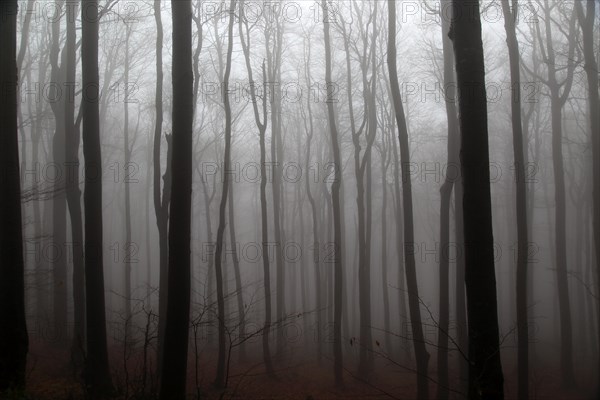 Beech woodland obscured by low cloud fog, Shipka Pass, Bulgaria, eastern Europe, Europe