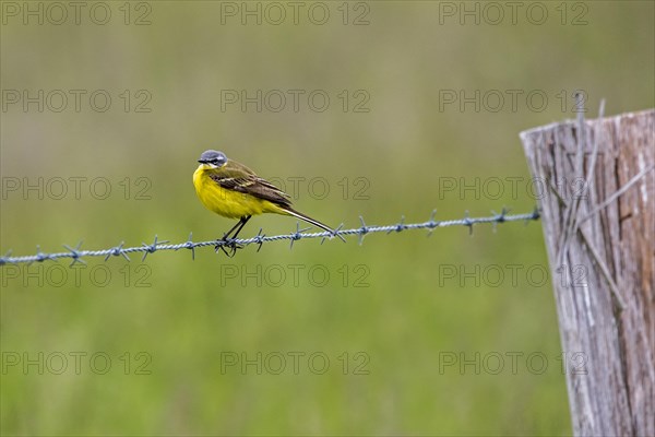 Western yellow wagtail, blue-headed wagtail (Motacilla flava flava) adult male in breeding plumage perched on barbed wire, barbwire along field