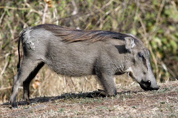 Kneeling common warthog (Phacochoerus aethiopicus) grazing in the Mole National Park, Ghana, West Africa, Africa