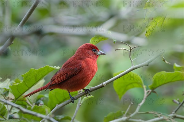 A bright red bird sitting on a thin branch, Safari, Birdwatching, Etosha National Park, Namibia, Africa