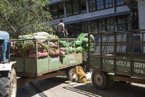 Freshly picked tea leaves arriving at Mackwoods tea estate factory, Nuwara Eliya, Central Province, Sri Lanka, Asia