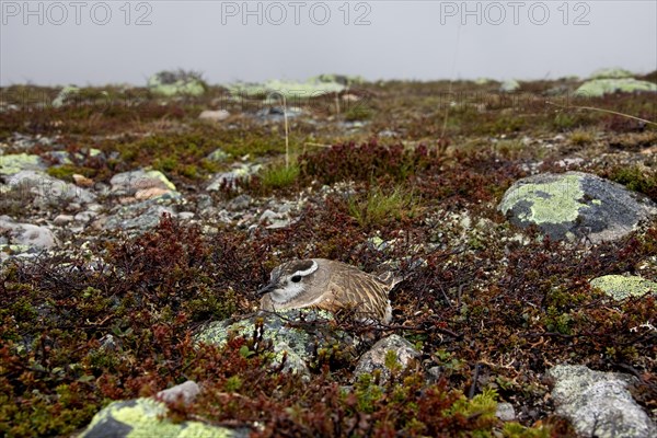 Eurasian Dotterel (Charadrius morinellus) nesting on the tundra, Sweden, Europe