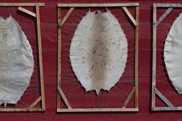 Harp seal skins (Pagophilus groenlandicus, Phoca groenlandica) stretched over wooden frames, Ilulissat, West-Greenland, Greenland, North America