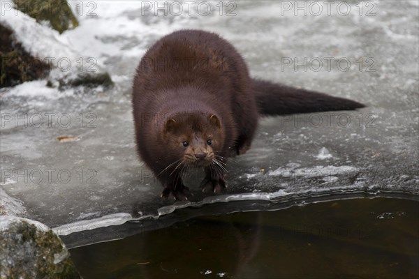 American mink (Neovison vison, Mustela vison), mustelid native to North America on frozen river bank in winter