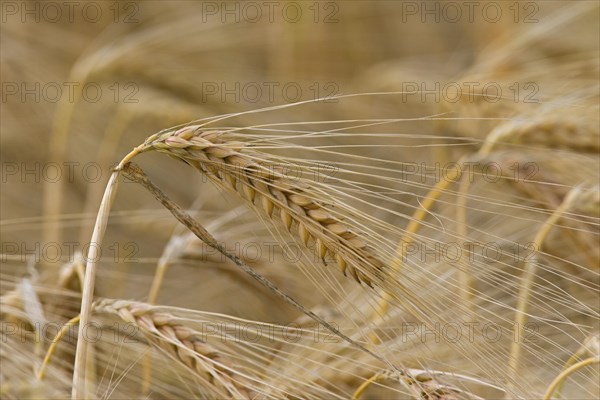 Motion blurred barley field (Hordeum vulgare) with ripe spikelets in summer