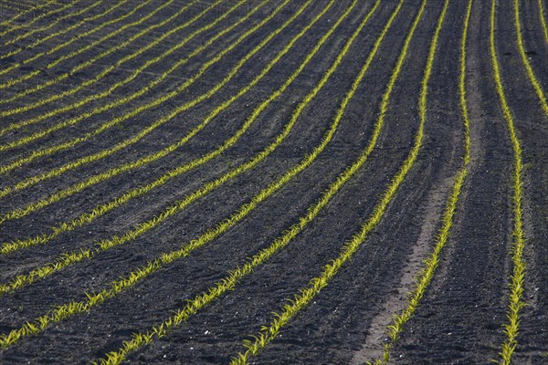 Rows of maize, corn (Zea mays) seedlings growing in field in spring
