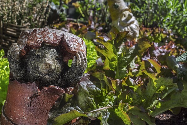 Garden ornament, mole figurine hiding in broken flowerpot among lettuce in vegetable garden, herb garden in spring