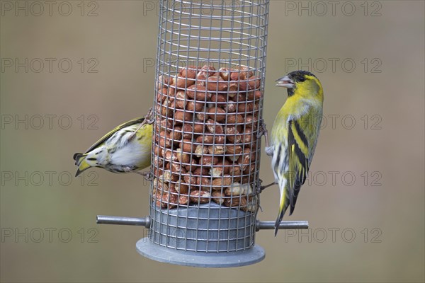 Two Eurasian siskin, European siskin, common siskins (Spinus spinus) males in breeding plumage eating peanuts from garden bird feeder