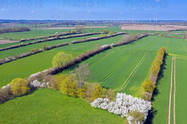 Aerial view over bocage landscape with fields and pastures shielded by blooming hedges and hedgerows in flower in spring, Schleswig-Holstein, Germany, Europe