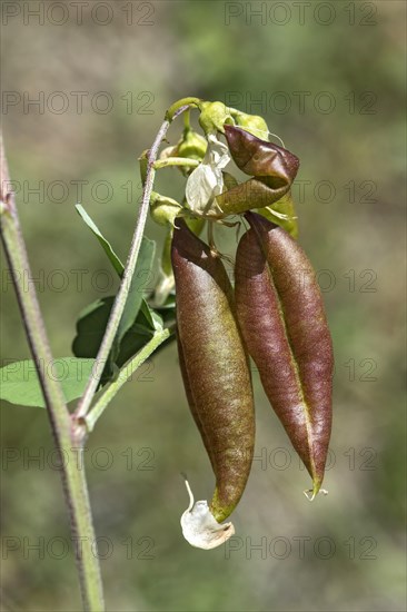 Red-brown, blistered, parchment-like fruits of the yellow bladder bush (Colutea arbrescens), Valais, Switzerland, Europe