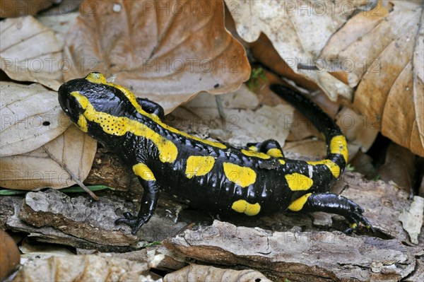 European, Fire salamander (Salamandra salamandra) among fallen leaves in forest