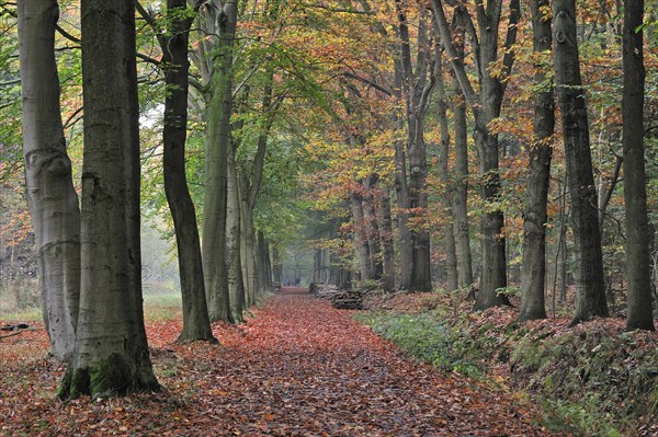 Walkers walking through colourful forest lane with foliage of broad-leaved beech trees showing autumn colours