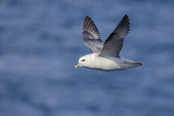 Northern fulmar (Fulmarus glacialis), in flight over the sea, Iceland, Europe