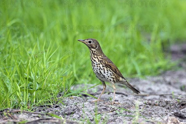 Song thrush (Turdus philomelos) foraging on the ground in summer