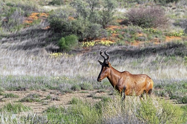 Red hartebeest, Cape hartebeest (Alcelaphus buselaphus caama) in the Kalahari Desert, Kgalagadi Transfrontier Park, Northern Cape, South Africa, Africa