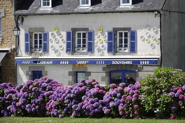 Souvenir shop behind hydrangeas at the enclosed parish of Enclos Paroissial de Pleyben from the 15th to 17th century, Finistere department, Brittany region, France, Europe