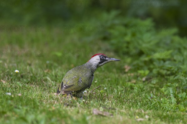 European green woodpecker (Picus viridis) female searching for ants in grassland