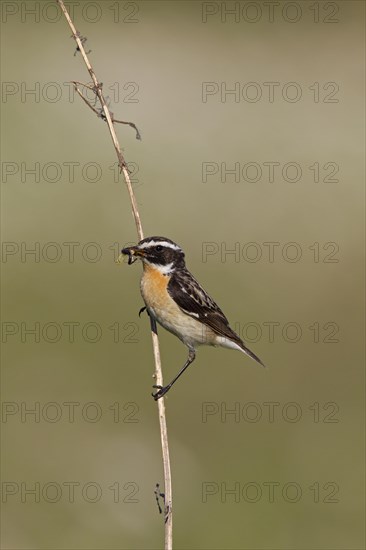 Whinchat (Saxicola rubetra) with prey in beak, Germany, Europe